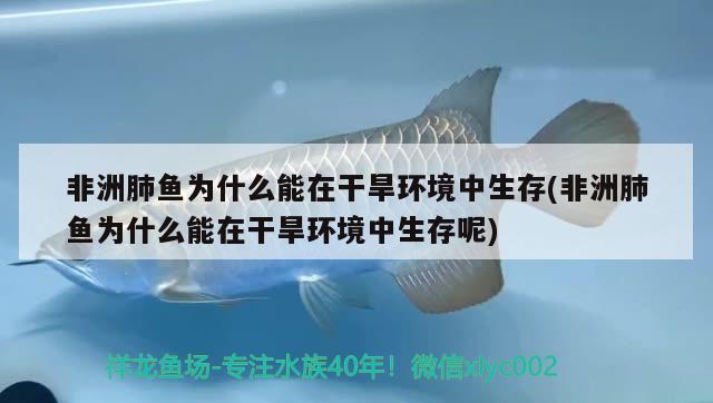 非洲肺鱼为什么能在干旱环境中生存(非洲肺鱼为什么能在干旱环境中生存呢)