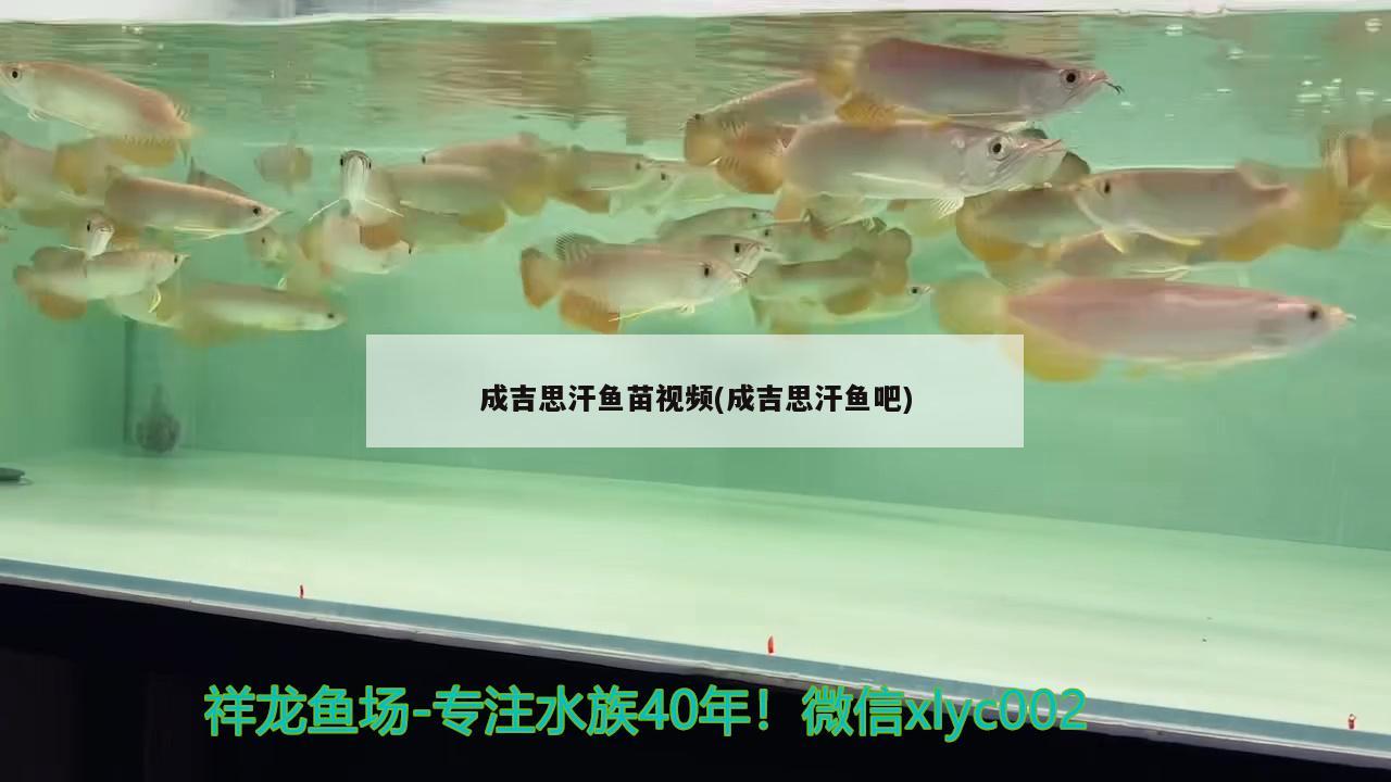 成吉思汗鱼苗视频(成吉思汗鱼吧) 观赏鱼
