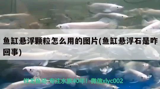 鱼缸悬浮颗粒怎么用的图片(鱼缸悬浮石是咋回事) 观赏鱼饲料