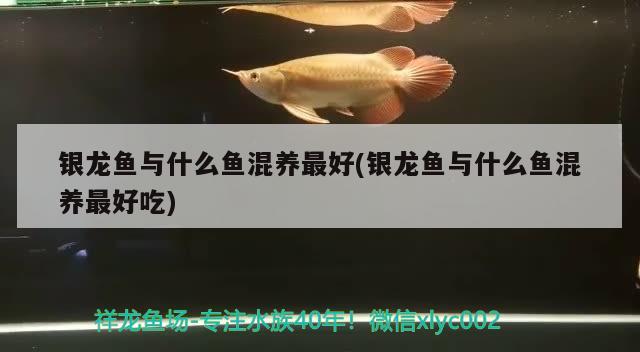 银龙鱼与什么鱼混养最好(银龙鱼与什么鱼混养最好吃)