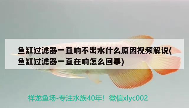 鱼缸过滤器一直响不出水什么原因视频解说(鱼缸过滤器一直在响怎么回事)