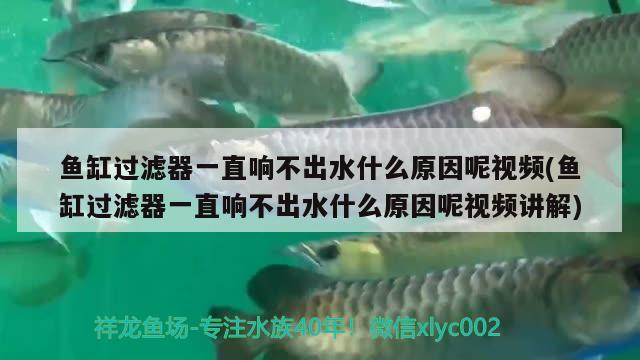 鱼缸过滤器一直响不出水什么原因呢视频(鱼缸过滤器一直响不出水什么原因呢视频讲解)