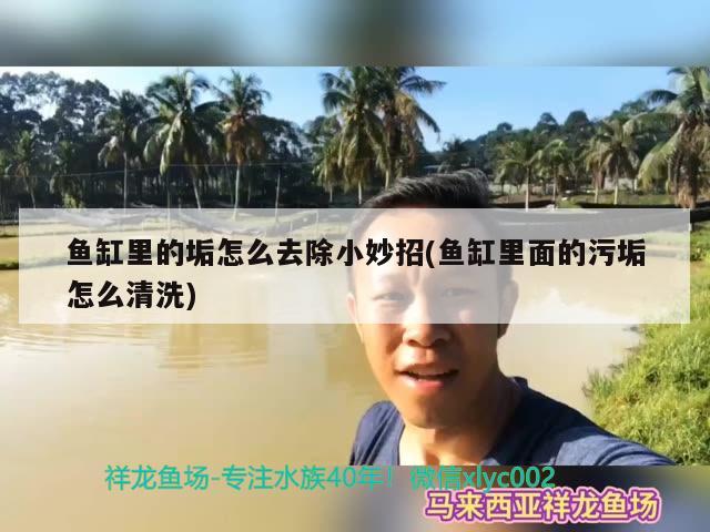 鱼缸里的垢怎么去除小妙招(鱼缸里面的污垢怎么清洗)