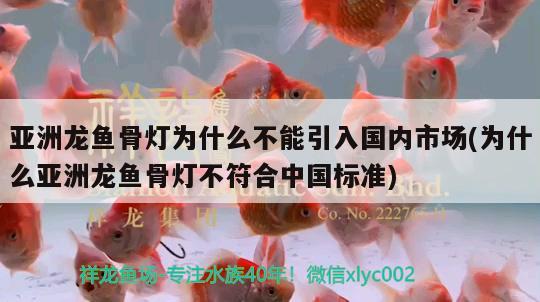 亚洲龙鱼骨灯为什么不能引入国内市场(为什么亚洲龙鱼骨灯不符合中国标准) 观赏鱼 第2张