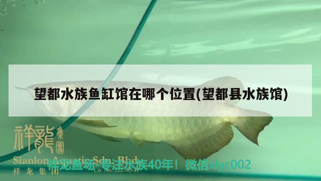 望都水族鱼缸馆在哪个位置(望都县水族馆) 观赏鱼鱼苗