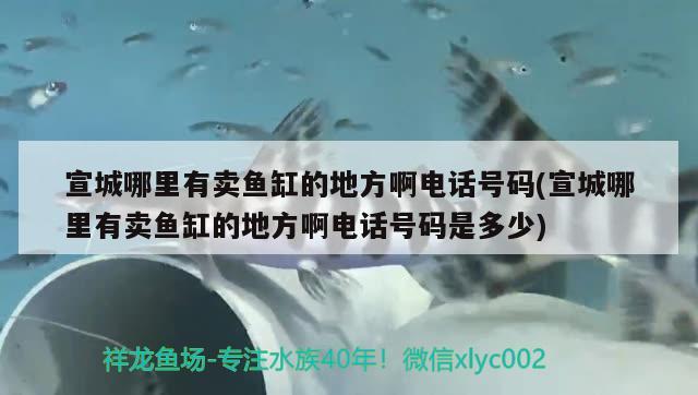 宣城哪里有卖鱼缸的地方啊电话号码(宣城哪里有卖鱼缸的地方啊电话号码是多少) 白子金龙鱼