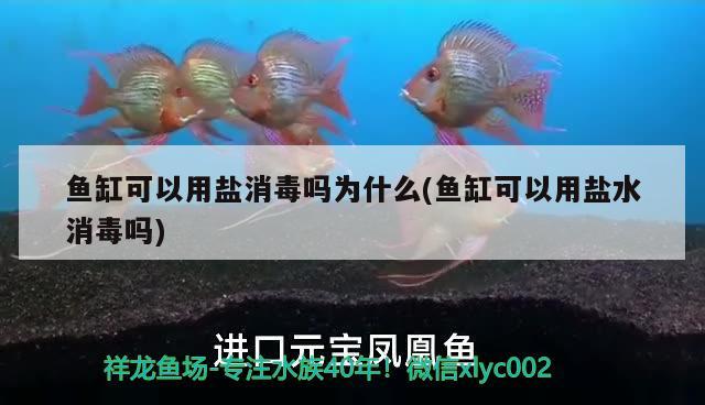 鱼缸可以用盐消毒吗为什么(鱼缸可以用盐水消毒吗) 水族杂谈