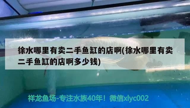 徐水哪里有卖二手鱼缸的店啊(徐水哪里有卖二手鱼缸的店啊多少钱) 白子银龙苗（黄化银龙苗）