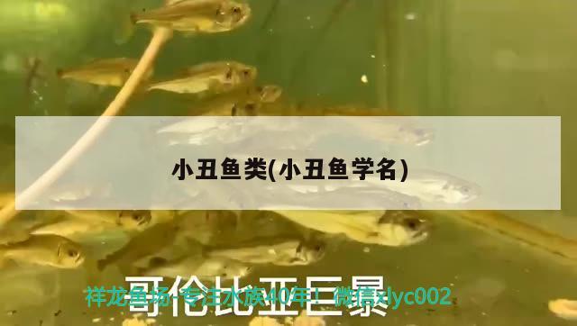 小丑鱼类(小丑鱼学名) 海水鱼