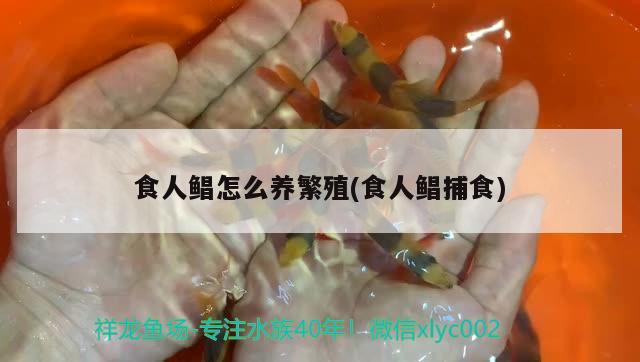 食人鲳怎么养繁殖(食人鲳捕食) 观赏鱼