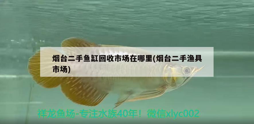 烟台二手鱼缸回收市场在哪里(烟台二手渔具市场) 其它水族用具设备