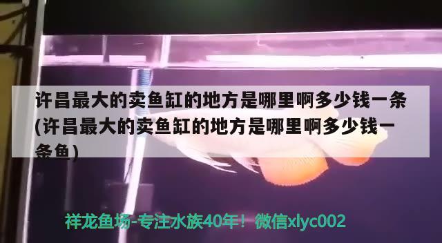 许昌最大的卖鱼缸的地方是哪里啊多少钱一条(许昌最大的卖鱼缸的地方是哪里啊多少钱一条鱼)