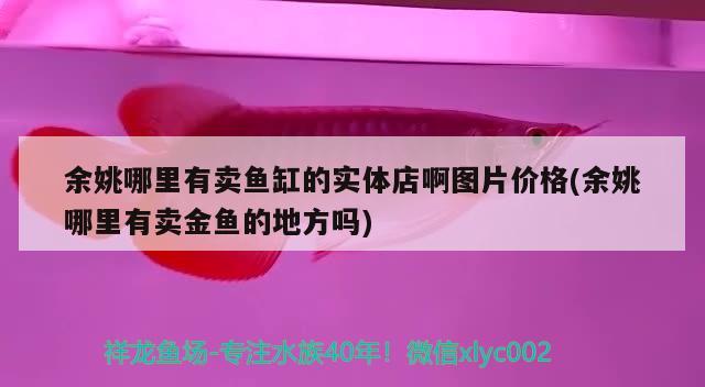 余姚哪里有卖鱼缸的实体店啊图片价格(余姚哪里有卖金鱼的地方吗) 海象鱼 第3张