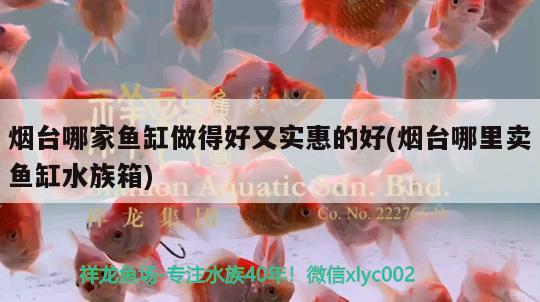 烟台哪家鱼缸做得好又实惠的好(烟台哪里卖鱼缸水族箱) 鱼缸/水族箱