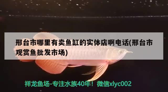 邢台市哪里有卖鱼缸的实体店啊电话(邢台市观赏鱼批发市场) 观赏鱼批发