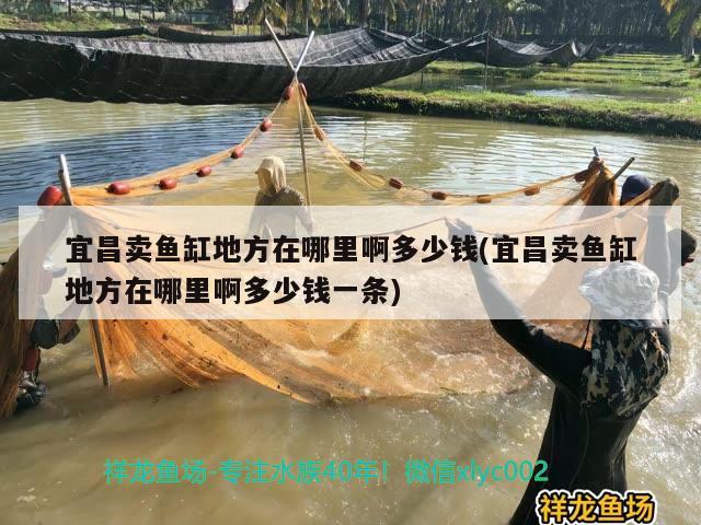 宜昌卖鱼缸地方在哪里啊多少钱(宜昌卖鱼缸地方在哪里啊多少钱一条)