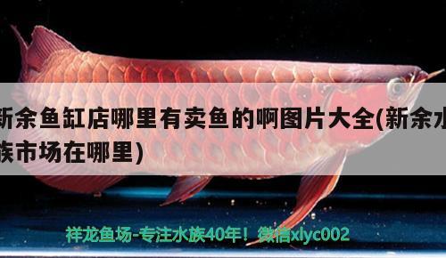 新余鱼缸店哪里有卖鱼的啊图片大全(新余水族市场在哪里)