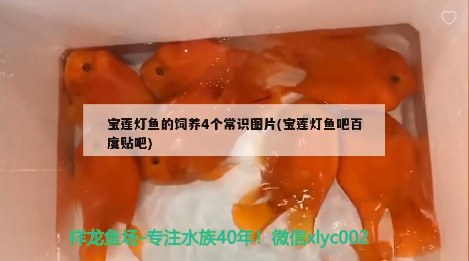 宝莲灯鱼的饲养4个常识图片(宝莲灯鱼吧百度贴吧) 观赏鱼