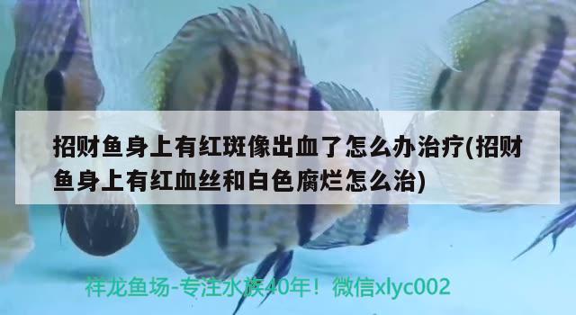 招财鱼身上有红斑像出血了怎么办治疗(招财鱼身上有红血丝和白色腐烂怎么治) 观赏鱼 第1张