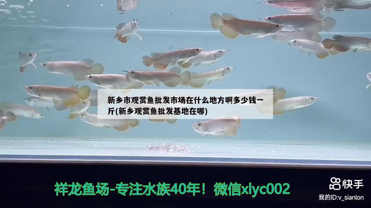 新乡市观赏鱼批发市场在什么地方啊多少钱一斤(新乡观赏鱼批发基地在哪) 观赏鱼批发 第1张