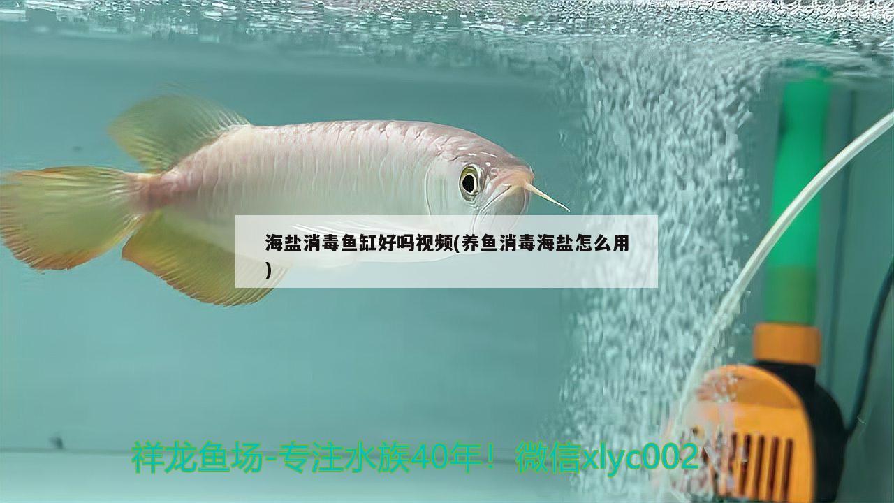 海盐消毒鱼缸好吗视频(养鱼消毒海盐怎么用) 斑马鸭嘴鱼