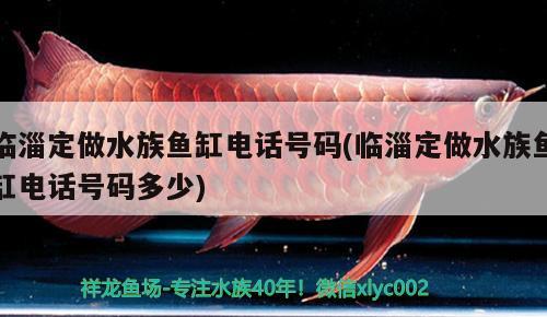 临淄定做水族鱼缸电话号码(临淄定做水族鱼缸电话号码多少) 泰国斗鱼