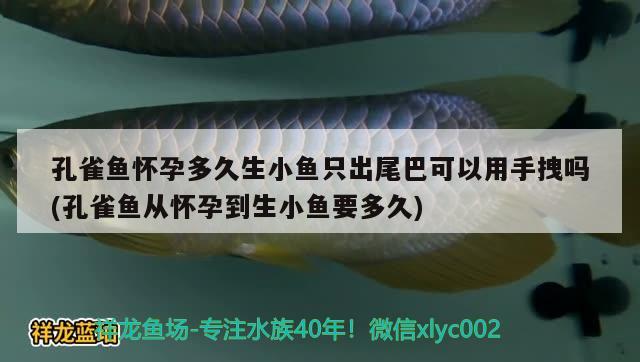 孔雀鱼怀孕多久生小鱼只出尾巴可以用手拽吗(孔雀鱼从怀孕到生小鱼要多久) 观赏鱼