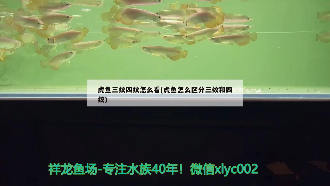 虎鱼三纹四纹怎么看(虎鱼怎么区分三纹和四纹) 虎鱼百科