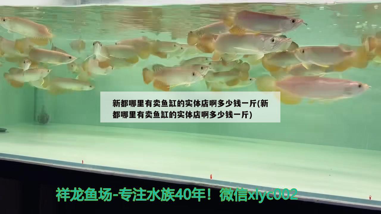 新都哪里有卖鱼缸的实体店啊多少钱一斤(新都哪里有卖鱼缸的实体店啊多少钱一斤) 一眉道人鱼苗