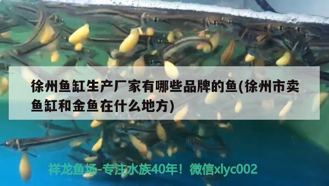 徐州鱼缸生产厂家有哪些品牌的鱼(徐州市卖鱼缸和金鱼在什么地方) 鱼粮鱼药