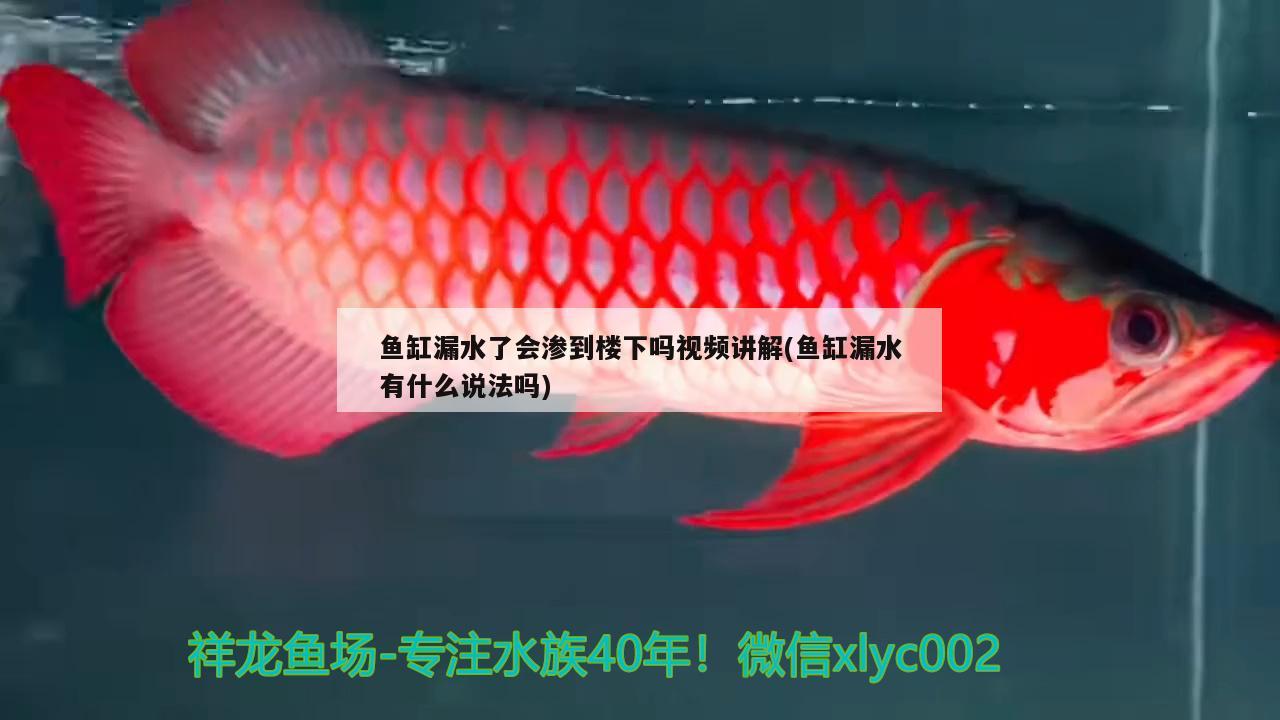 鱼缸漏水了会渗到楼下吗视频讲解(鱼缸漏水有什么说法吗) 黄金斑马鱼