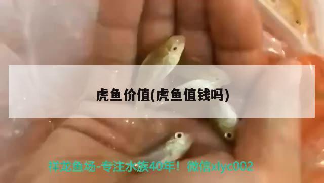 虎鱼价值(虎鱼值钱吗)