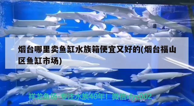 烟台哪里卖鱼缸水族箱便宜又好的(烟台福山区鱼缸市场)