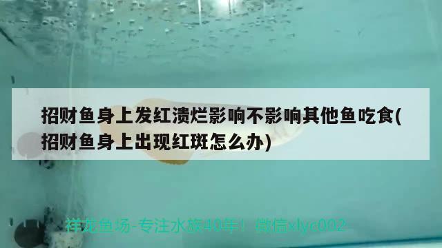 招财鱼身上发红溃烂影响不影响其他鱼吃食(招财鱼身上出现红斑怎么办)