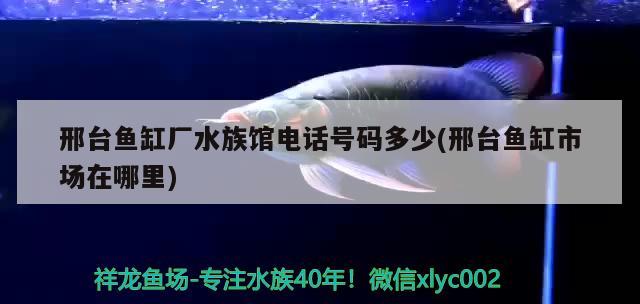 邢台鱼缸厂水族馆电话号码多少(邢台鱼缸市场在哪里)