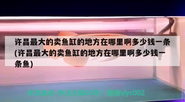 许昌最大的卖鱼缸的地方在哪里啊多少钱一条(许昌最大的卖鱼缸的地方在哪里啊多少钱一条鱼) 祥龙赫舞红龙鱼