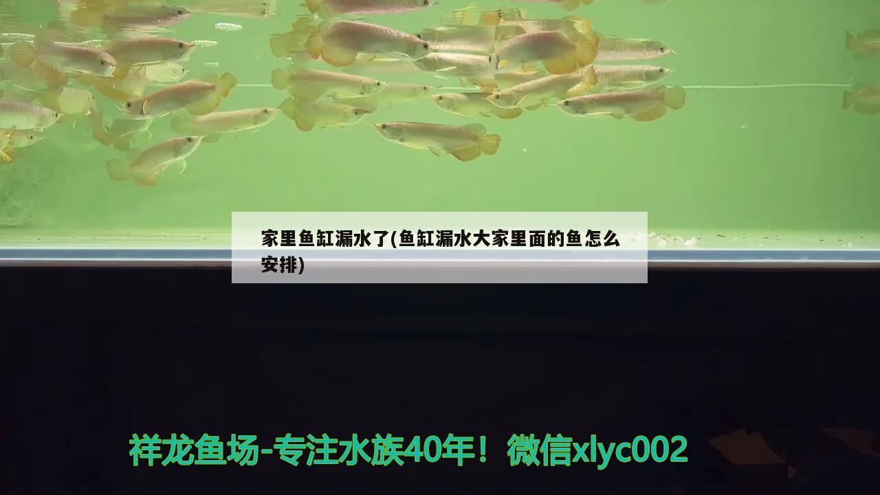 家里鱼缸漏水了(鱼缸漏水大家里面的鱼怎么安排)