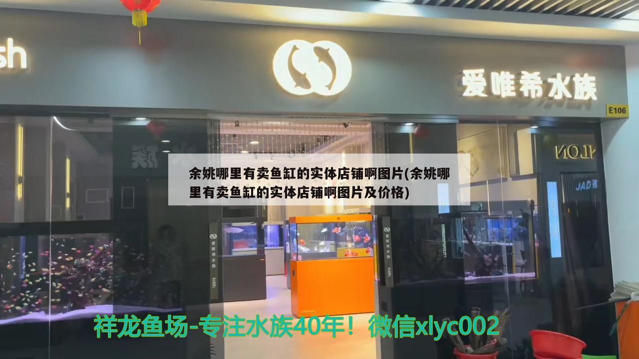 余姚哪里有卖鱼缸的实体店铺啊图片(余姚哪里有卖鱼缸的实体店铺啊图片及价格) 黄金招财猫鱼