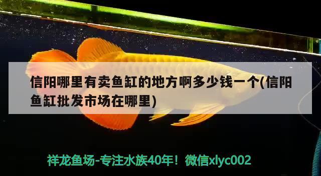 信阳哪里有卖鱼缸的地方啊多少钱一个(信阳鱼缸批发市场在哪里) 眼斑鱼