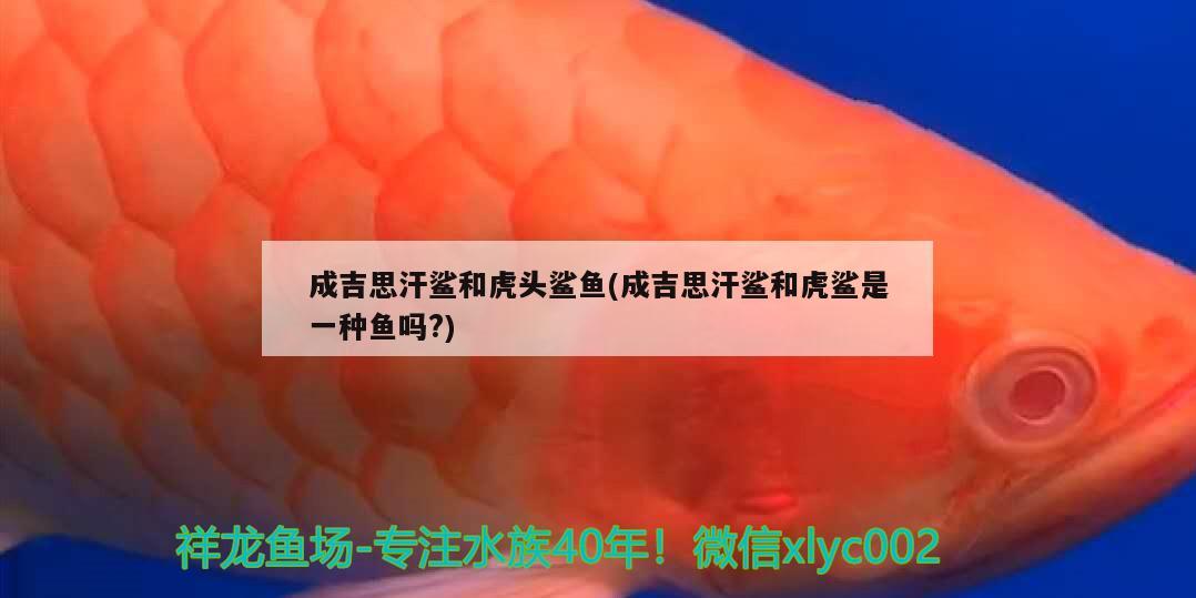 成吉思汗鲨和虎头鲨鱼(成吉思汗鲨和虎鲨是一种鱼吗?) 成吉思汗鲨（球鲨）鱼 第4张