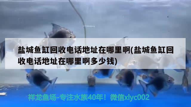 盐城鱼缸回收电话地址在哪里啊(盐城鱼缸回收电话地址在哪里啊多少钱) 月光鸭嘴鱼