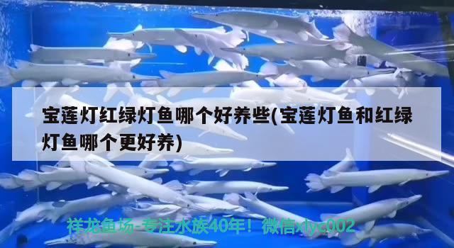 宝莲灯红绿灯鱼哪个好养些(宝莲灯鱼和红绿灯鱼哪个更好养)