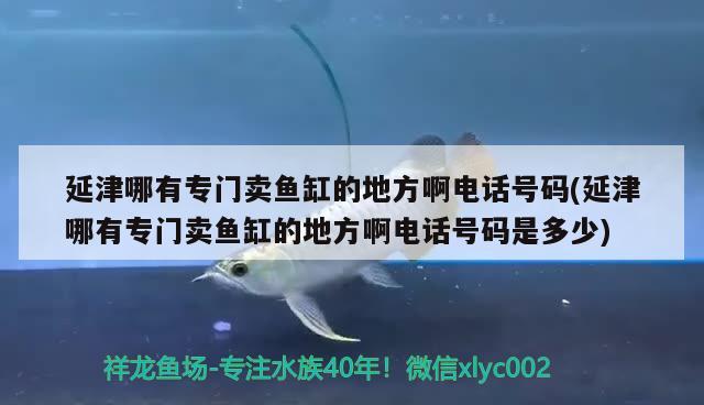 延津哪有专门卖鱼缸的地方啊电话号码(延津哪有专门卖鱼缸的地方啊电话号码是多少)