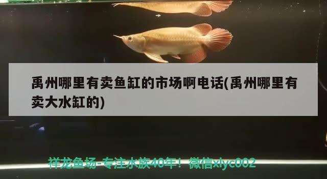 禹州哪里有卖鱼缸的市场啊电话(禹州哪里有卖大水缸的)