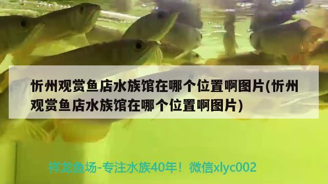 忻州观赏鱼店水族馆在哪个位置啊图片(忻州观赏鱼店水族馆在哪个位置啊图片) 祥龙金禾金龙鱼