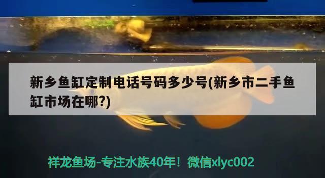 新乡鱼缸定制电话号码多少号(新乡市二手鱼缸市场在哪?) 黄金斑马鱼