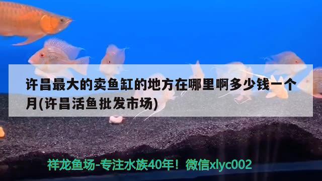 许昌最大的卖鱼缸的地方在哪里啊多少钱一个月(许昌活鱼批发市场) 大嘴鲸鱼