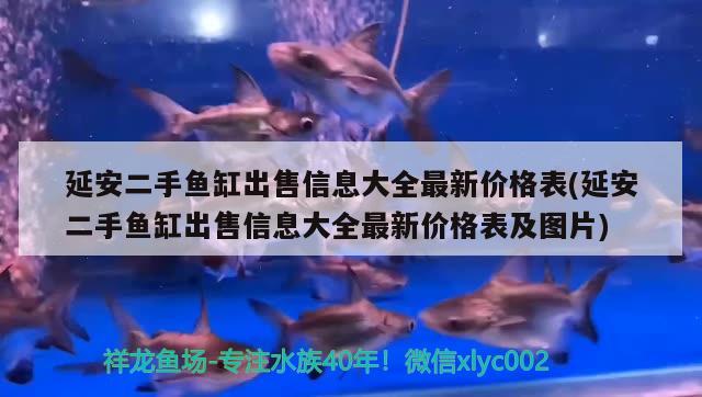 延安二手鱼缸出售信息大全最新价格表(延安二手鱼缸出售信息大全最新价格表及图片) 玫瑰银版鱼