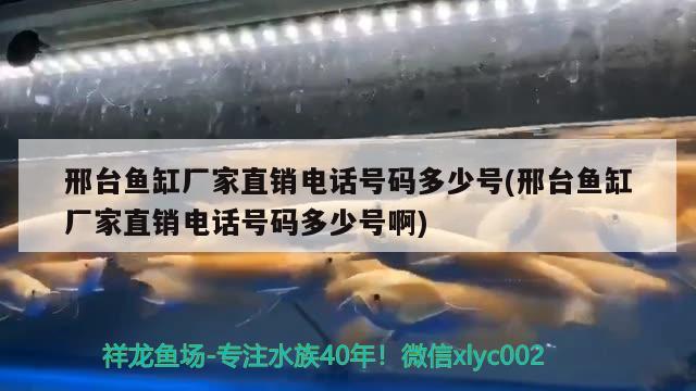 邢台鱼缸厂家直销电话号码多少号(邢台鱼缸厂家直销电话号码多少号啊) 成吉思汗鲨（球鲨）鱼