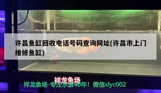 许昌鱼缸回收电话号码查询网址(许昌市上门维修鱼缸) 红眼黄化幽灵火箭鱼|皇家火箭鱼